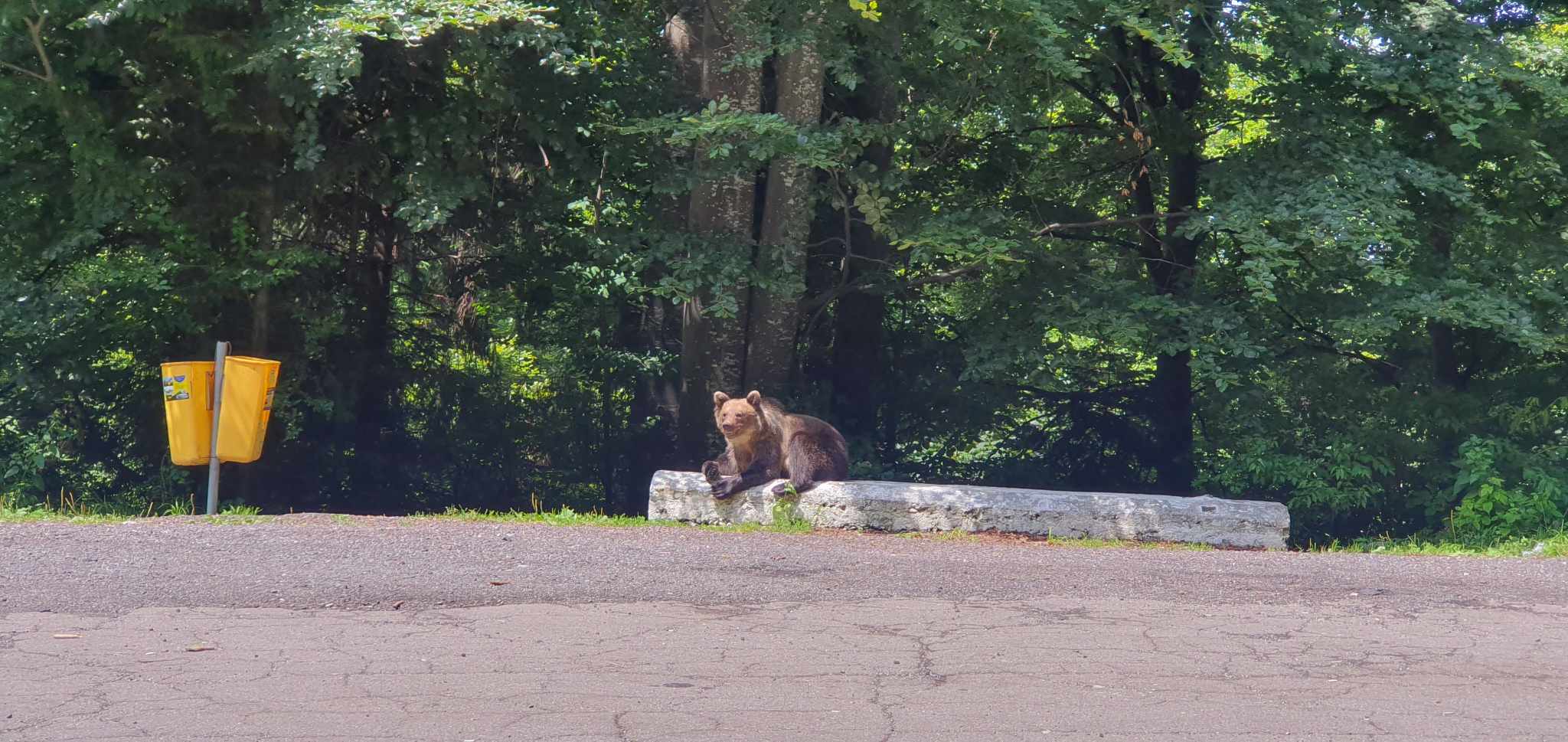 Urșii de pe Transfăgărășan. Ministrul Mediului vrea camere video, mărirea amenzilor pentru cei care hrănesc animalele și panouri de avertizare