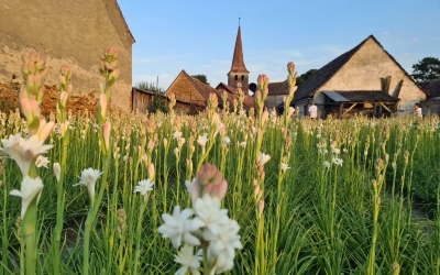 Gala Tuberozelor, în acest weekend la Hoghilag. Anul trecut, 20.000 de turişti au cumpărat peste 200.000 de flori