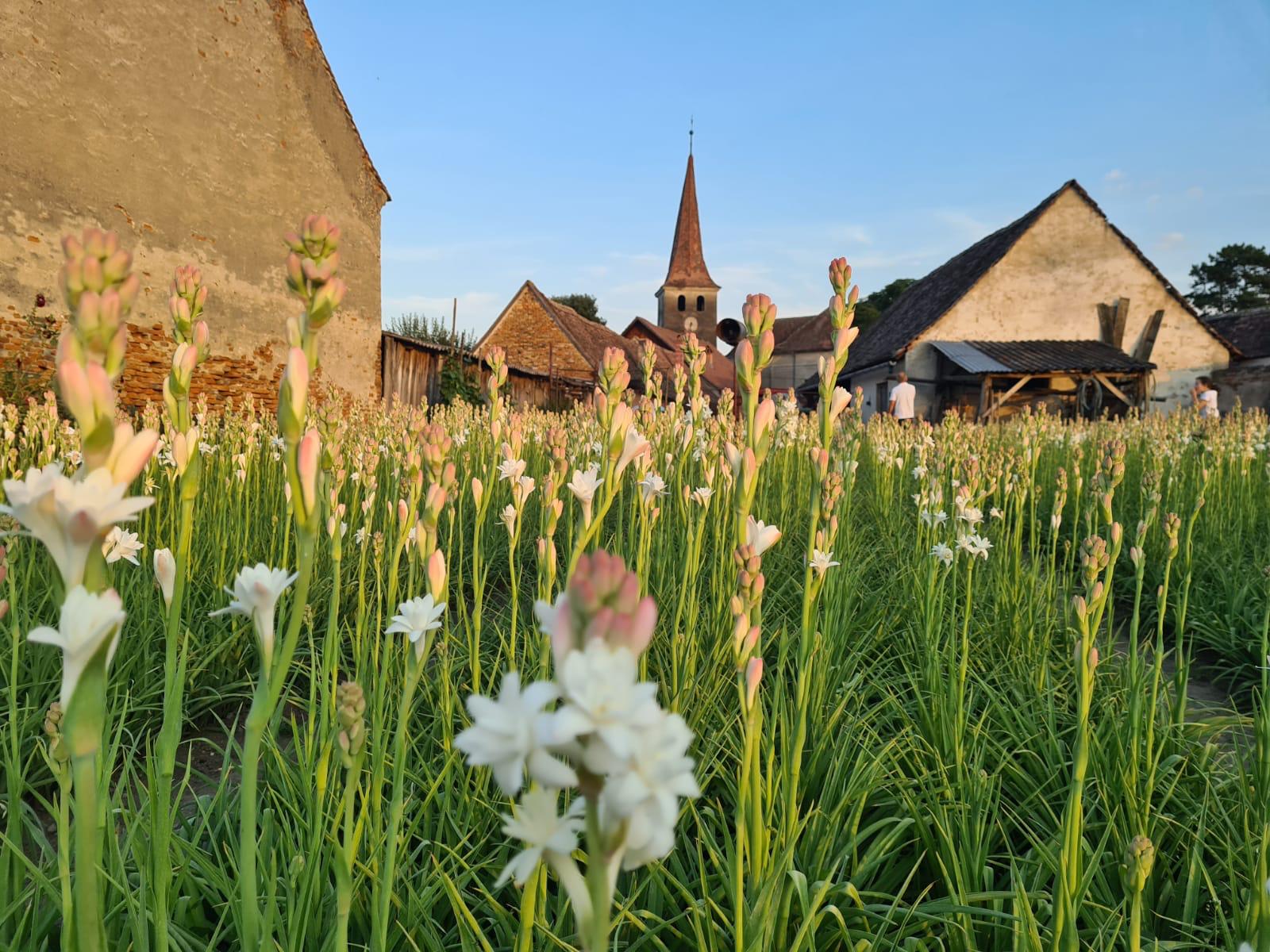 Gala Tuberozelor, în acest weekend la Hoghilag. Anul trecut, 20.000 de turişti au cumpărat peste 200.000 de flori