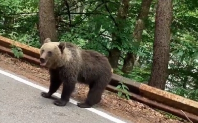 Un bărbat cu un copil în braţe, amendat după ce a oprit pe Transfăgărășan (Argeș), să se fotografieze cu un urs care urma să fie relocat