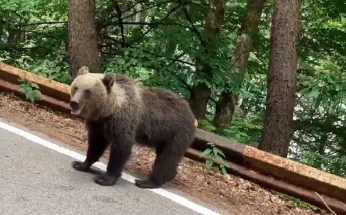 Un bărbat cu un copil în braţe, amendat după ce a oprit pe Transfăgărășan (Argeș), să se fotografieze cu un urs care urma să fie relocat