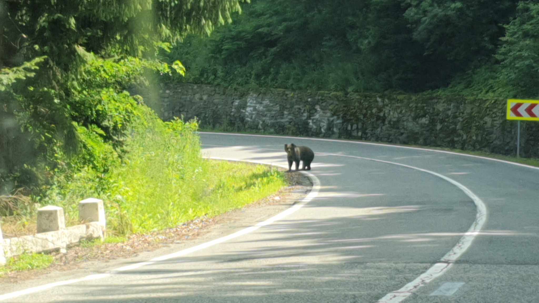 Turiști amendați de Jandarmeria Sibiu pentru că au hrănit urșii de pe Transfăgărășan