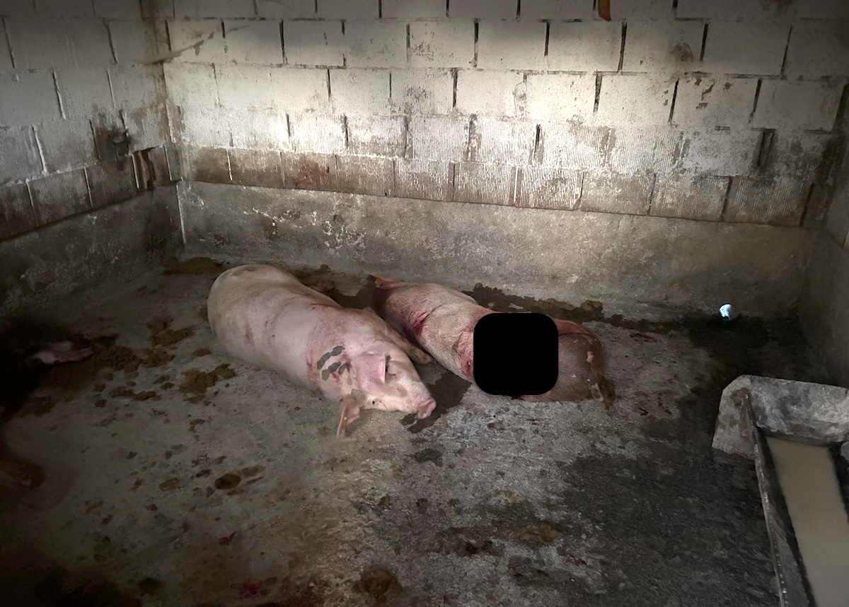 Cazul celor șapte porci uciși de urs la Porumbacu e cu repetiție. Proprietarul cere împușcarea ursului, primarul – garduri electrice, locuitorii descoperă prăjituri otrăvite