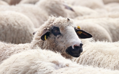 Există pestă la oi? De la ”au inventat o boală să stăm la mila lor”, la ”70% din efective, mai devreme sau mai târziu mor dacă au acest virus”