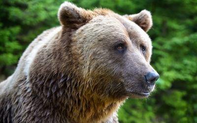 Urs pe Valea Avrigului, lângă o cabană. Mesaj RO-Alert transmis populației