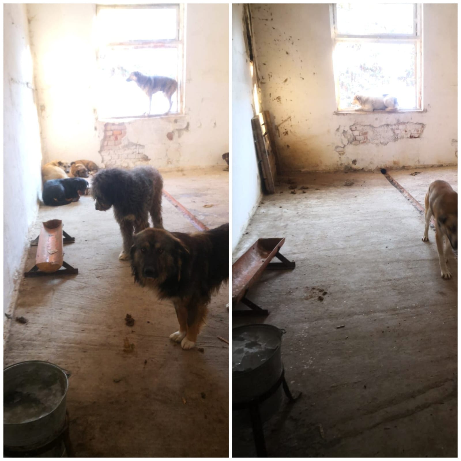 „Acela nu e un adăpost, e un Auschwitz pentru câini!”. Situația adăpostului de la Mârșa, verificată de autorități. Primarul: „Legea nu ne obligă să și încălzim spațiile”