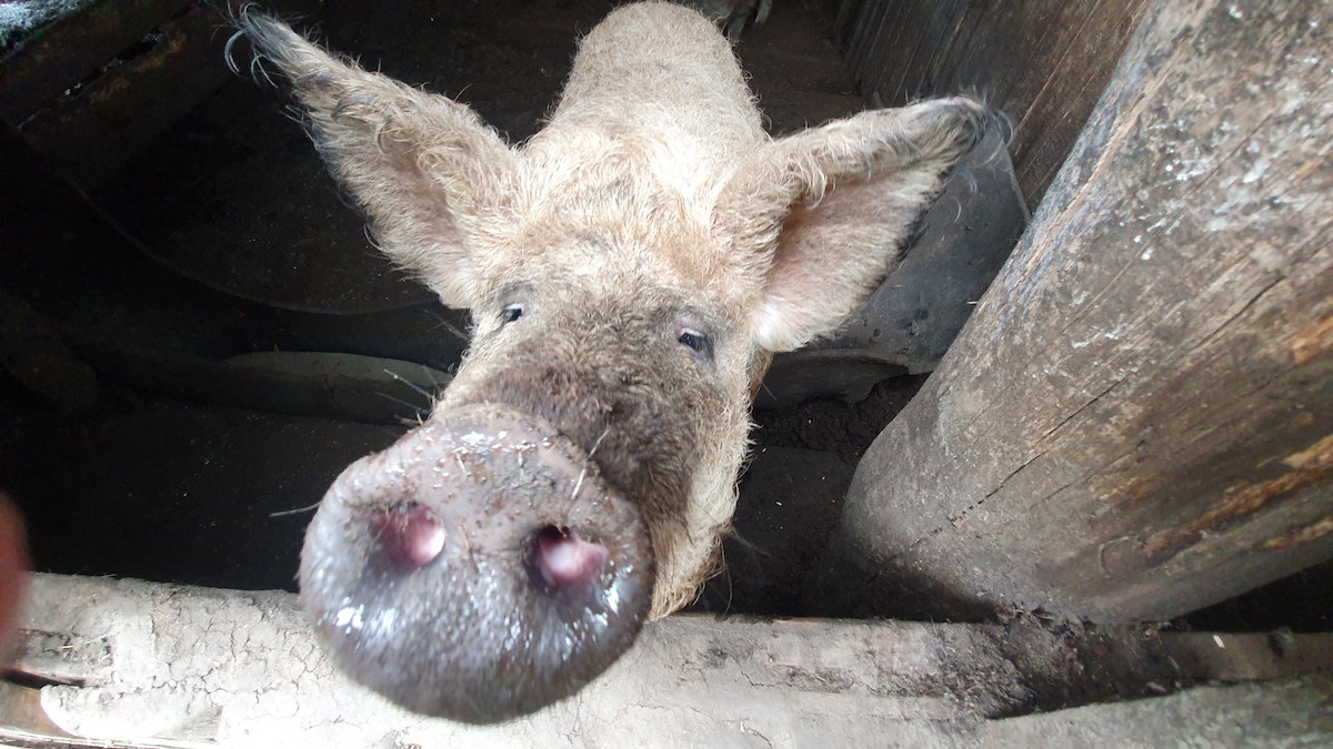 Un nou focar de pestă porcină în județul Sibiu: Cinci porci au murit. Autoritățile au stabilit o zonă de protecție în jurul focarului