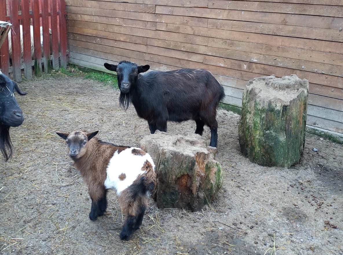 Sibienii, invitați să trimită propuneri de nume pentru un pui de capră pitică născut la Zoo Sibiu. 3 nutrii, un struț african și un șarpe Piton, printre noii locuitori ai grădinii