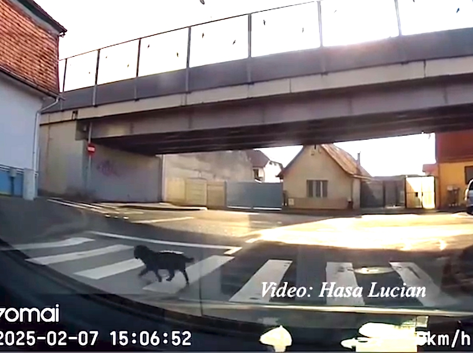 Un cățel care știe să traverseze corect strada