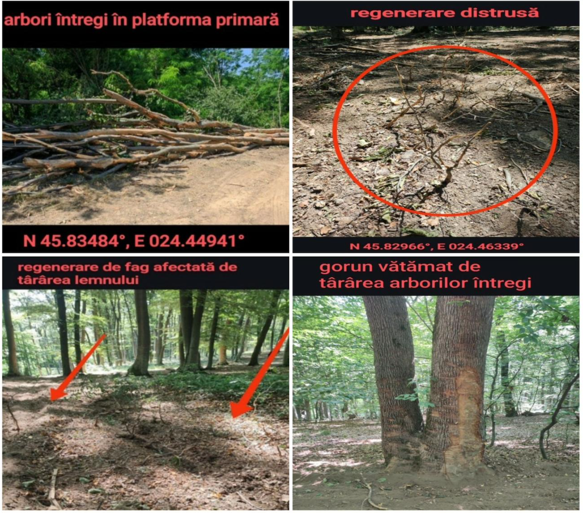 Tăieri progresive în plin sezon vegetativ: Agent Green acuză intervenții ilegale în arii naturale din Podișul Hârtibaciului