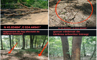 Tăieri progresive în plin sezon vegetativ: Agent Green acuză intervenții ilegale în arii naturale din Podișul Hârtibaciului