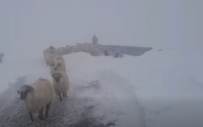 VIDEO Ciobanii blocați de zăpadă pe Transalpina, salvați de drumari după aproape o săptămână. ”Se coboară în siguranță către Rânca”