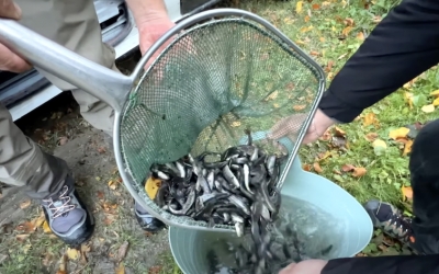 Râul Cibin, populat cu peste 80 de kg de păstrăv indigen