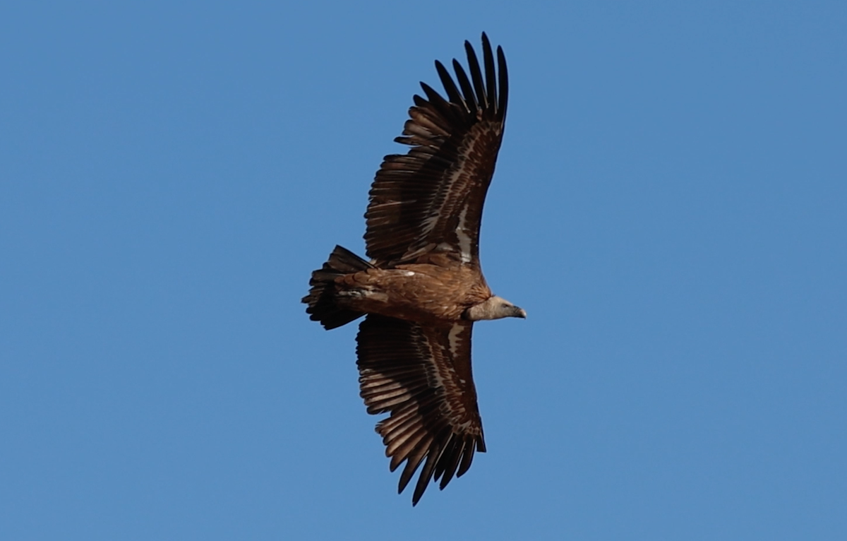Vulturul sur revine în România după mai bine de 70 de ani. Primele exemplare vor fi eliberate în Munții Făgăraș