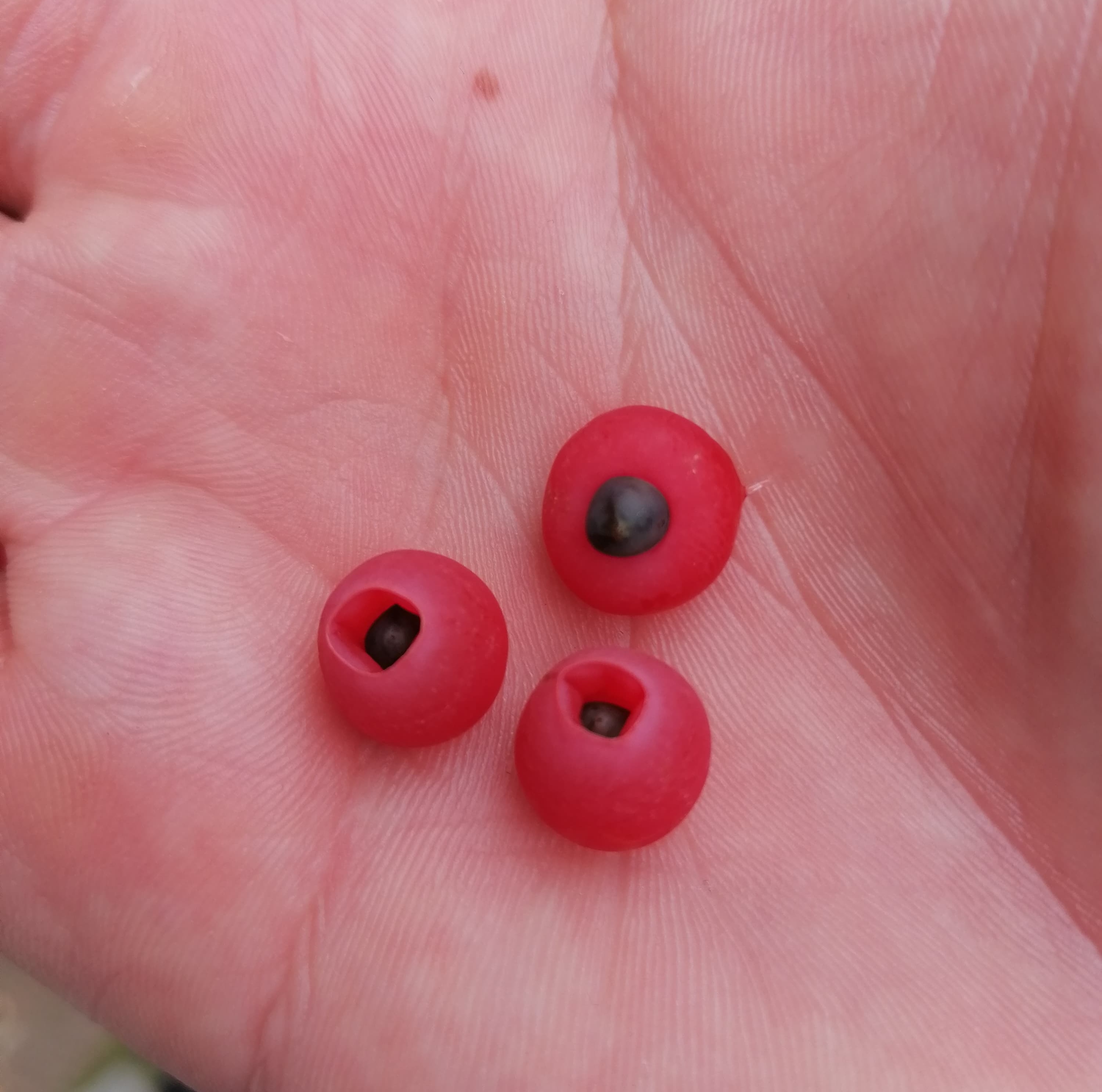 Planta ornamentală de la care a murit o fată de 17 ani din Timișoara crește în Sibiu lângă locuri de joacă și stații de autobuz. Biolog: Este o specie toxică în întregime