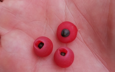 Planta ornamentală de la care a murit o fată de 17 ani din Timișoara crește în Sibiu lângă locuri de joacă și stații de autobuz. Biolog: Este o specie toxică în întregime