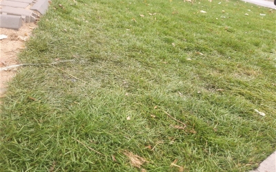 La mijlocul toamnei s-a finalizat și licitația pentru cosirea ierbii. Contractul, atribuit companiei care a contestat rezultatul inițial