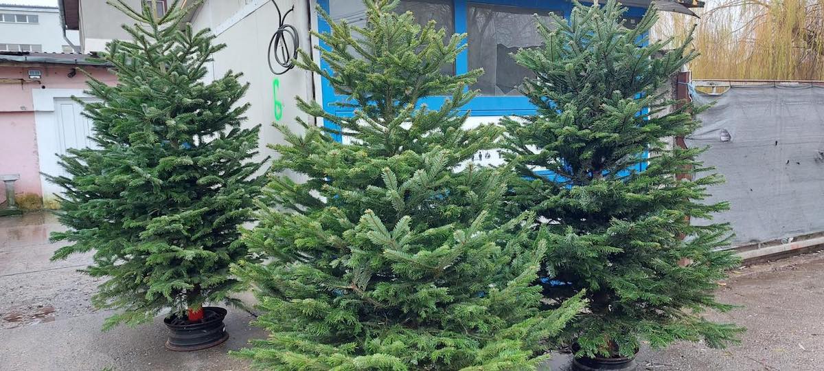 Brazii de Crăciun ajung în piețele din Sibiu după 10 decembrie