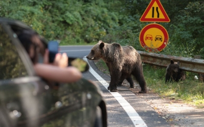 Buzoianu: Hrănirea urșilor, sancționată cu amenzi cuprinse între 10.000 și 30.000 de lei