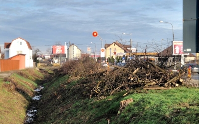 Copacii de la intrarea în Sibiu dinspre Mediaș, tăiați pentru lărgirea Căii Șurii Mari. „Toți au fost marcați, în prealabil, de către Direcția Silvică”