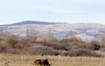 Un elan a apărut în sălbăticie, în jud. Hunedoara, și nimeni nu știe de unde a venit: ”Anunțăm oficial o descoperire importantă pentru fauna sălbatică a României”