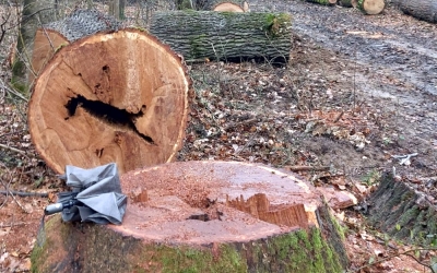 Tăieri în Pădurea Dumbrava, arie protejată. Cetățean: Copacii seculari sunt o raritate, cu atât mai mult în jurul orașelor. Explicația Direcției Silvice