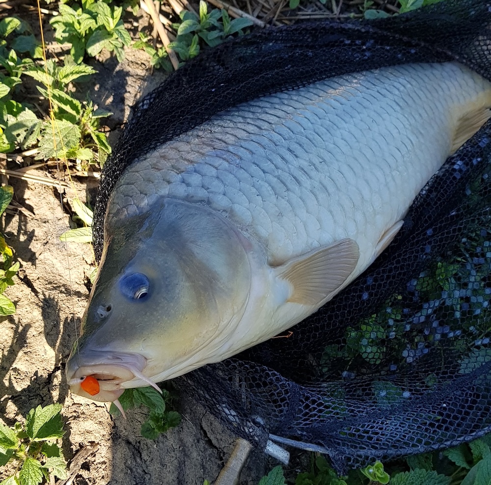 390 lei – permisul de pescuit.  AJVPS anunță noile tarife pe anul 2026 și prioritățile manageriale