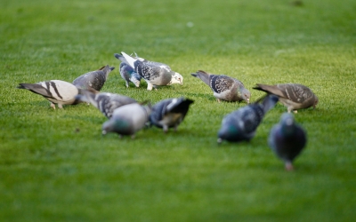 Porumbeii le-au adus noroc, după un meci cu mult chin. FC Hermannstadt - Petrolul 1:1