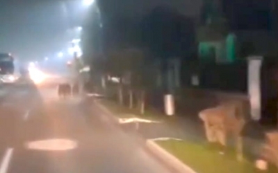 O ursoaică și trei pui filmați pe străzile din Avrig. Primarul Adrian David: „Au ieșit direct în fața unui echipaj de poliție”