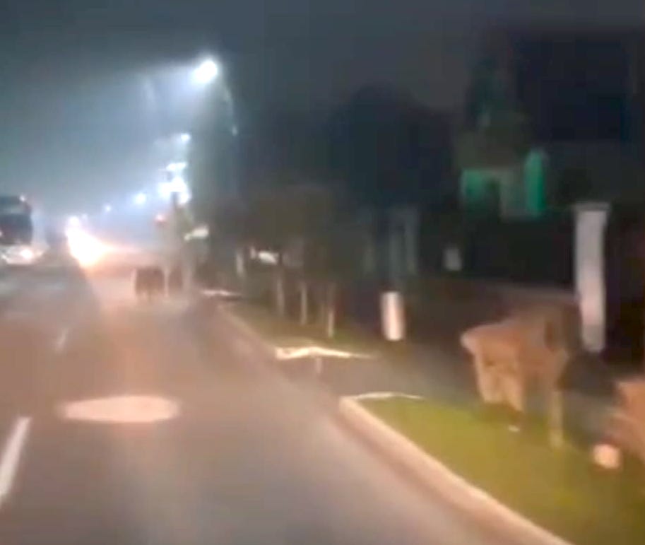 O ursoaică și trei pui filmați pe străzile din Avrig. Primarul Adrian David: „Au ieșit direct în fața unui echipaj de poliție”