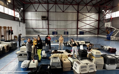 425 de animale sterilizate gratuit de Animal Life Sibiu, cu fondurile strânse la Maratonul Internațional Sibiu