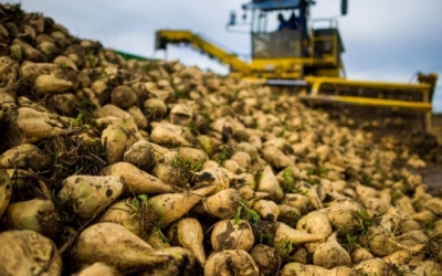 Producătorii de sfeclă de zahăr i-au scris ministrului Agriculturii: sunt nemulțumiți de prețul oferit de Fabrica de zahăr Luduș. ”E sub costul de înființare a culturii„