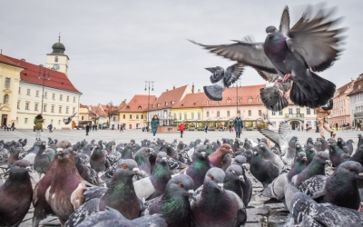 Sibiul va găzdui gala „Destinația Anului 2025 în România”. În 2024, municipiul Sibiu a primit marele premiu, anul acesta 12 destinații din județ sunt înscrise