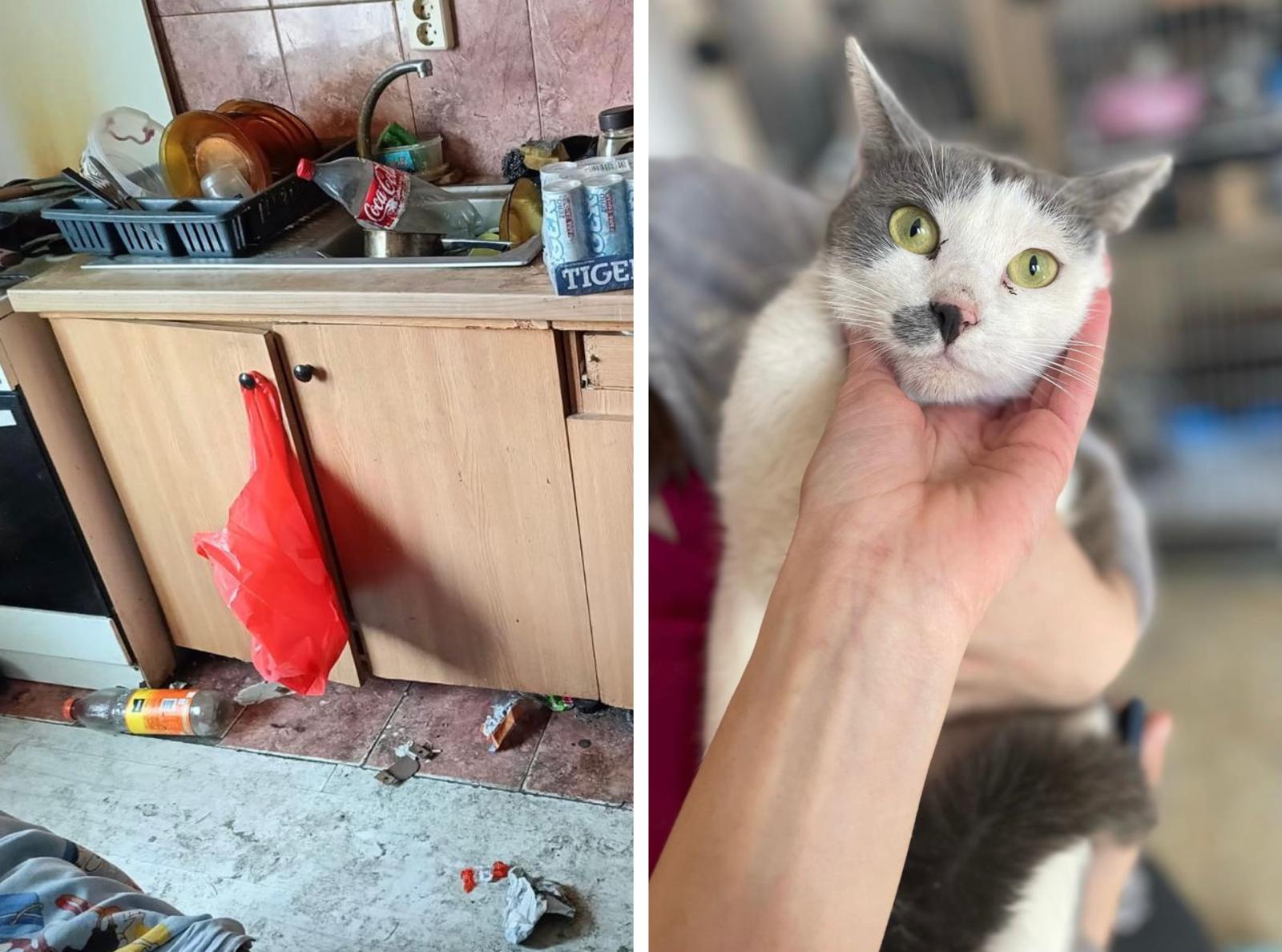 Cinci pisici, abandonate și lăsate fără hrană și apă de chiriașii unui apartament din Sibiu. Poliția Animalelor: Ne sesizăm din oficiu