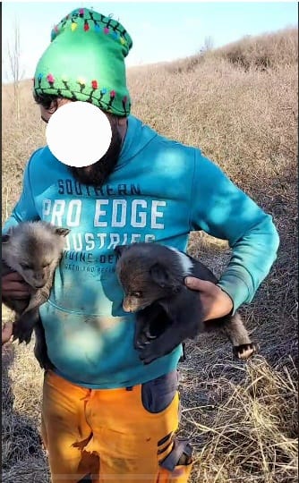 Dosar penal în Mureș după scoaterea dintr-un bârlog a doi ursuleţi şi postarea isprăvii pe reţelele de socializare