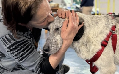 Ziua Porților Deschise la Animal Life, în acest weekend. „O ocazie minunată să cunoști prietenii noștri blănoși și să afli poveștile lor”