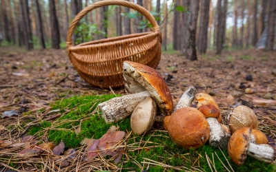 Pădurile din județul Sibiu unde cresc cele mai multe ciuperci: Miercurea Sibiului, Avrig și Racovița. Licitație pentru 37 de tone de ciuperci lansată de Direcția Silvică