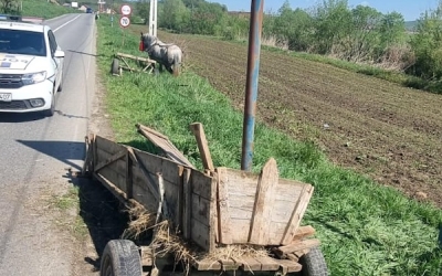 Nocrich: Un cal speriat a băgat în spital un bărbat și un copil