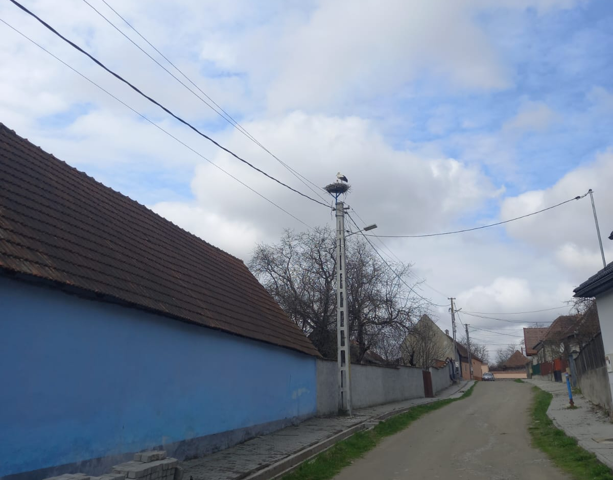 Cuibul de barză mutat de autorități pentru a fi protejat și-a găsit ”stăpână”