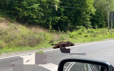 Un urs a fost lovit de două mașini la Hula Bradului. Animalul a murit