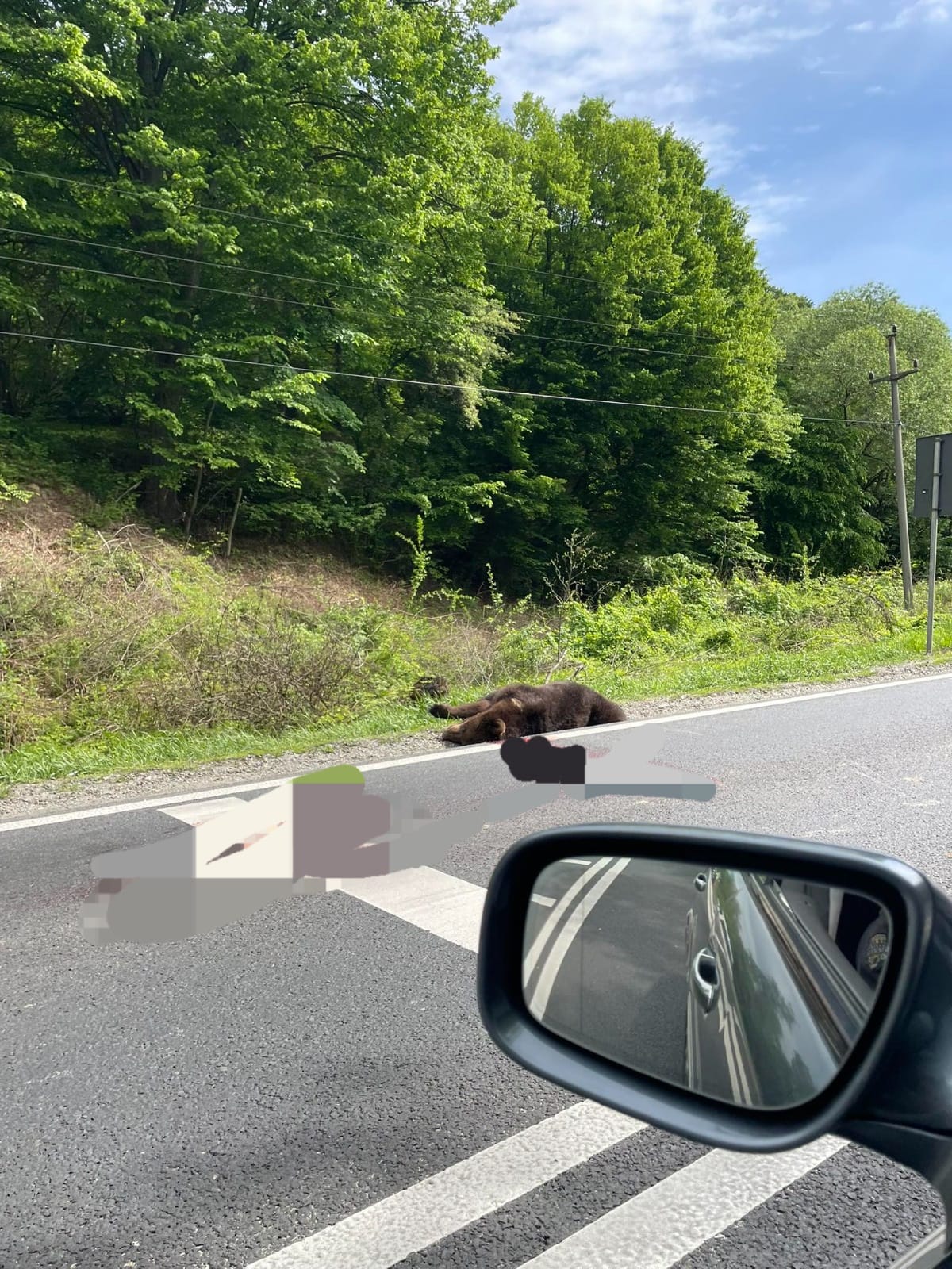 Un urs a fost lovit de două mașini la Hula Bradului. Animalul a murit