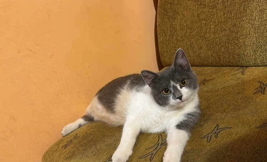 Rengar, un motan de 7 luni, este căutat de familie după ce a dispărut din cartierul Turnișor. Găsitorului i se oferă recompensă