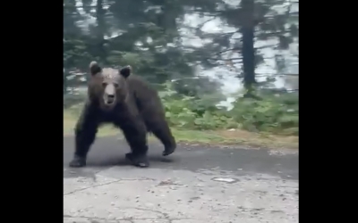 Turist străin mușcat de urs pe Transfăgărășan. Bărbatul oprise și încerca să-l hrănească
