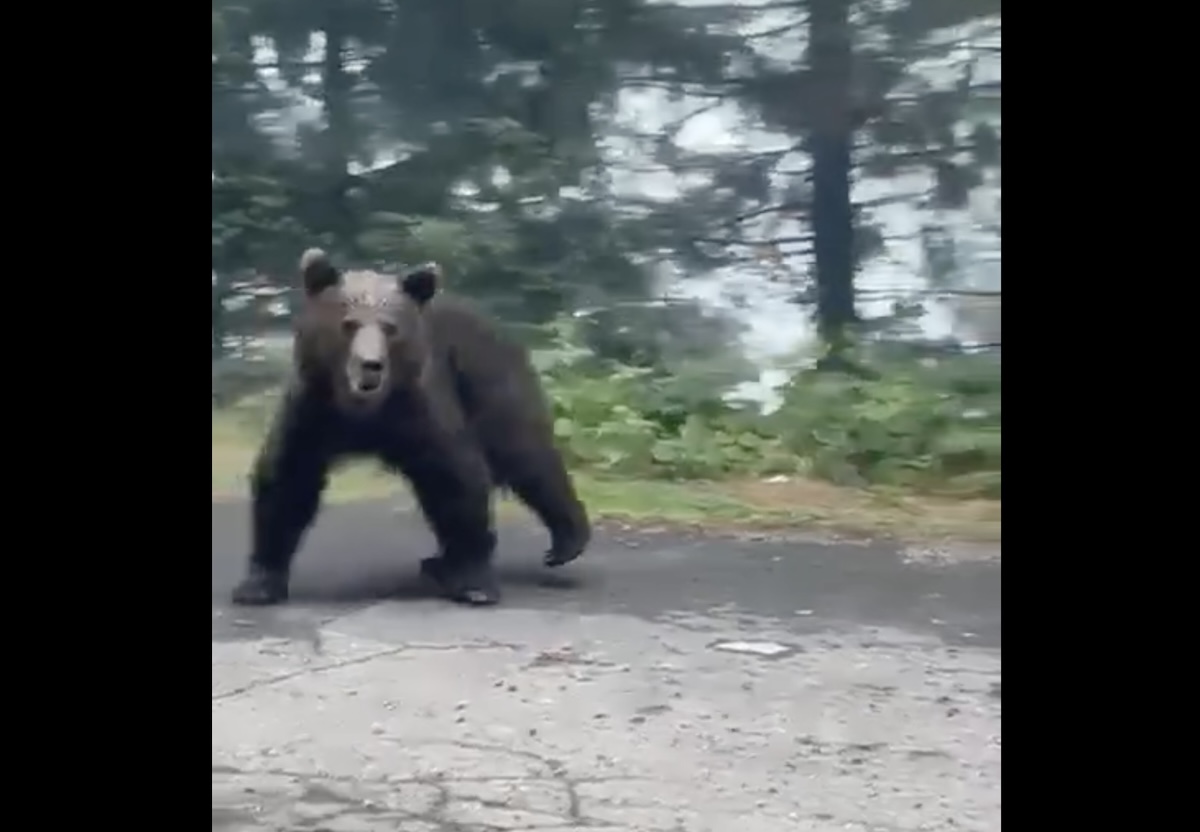 Turist străin mușcat de urs pe Transfăgărășan. Bărbatul oprise și încerca să-l hrănească