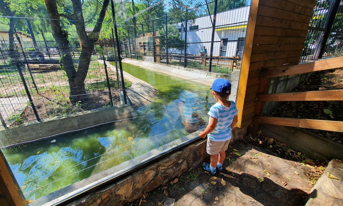 Acces gratuit pentru copii, de 1 iunie, la Grădina Zoologică din Sibiu