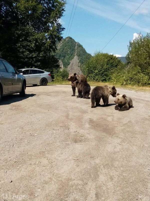 Al doilea atac al urșilor de pe Transfăgărășan: o femeie a fost rănită în zona Vidraru. Marți, un turist străin a fost mușcat de urs după ce a încercat să-l hrănească