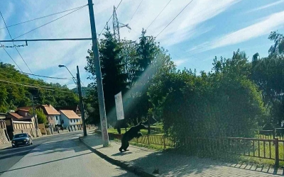 Încă o alertă de urs în Mediaș. „La fața locului se deplasează un echipaj SMURD pentru a asigura măsurile din competență”