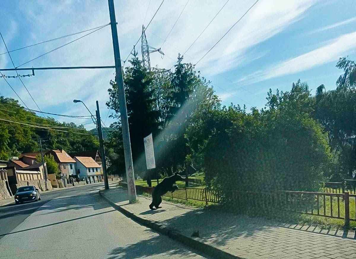 Încă o alertă de urs în Mediaș. „La fața locului se deplasează un echipaj SMURD pentru a asigura măsurile din competență”
