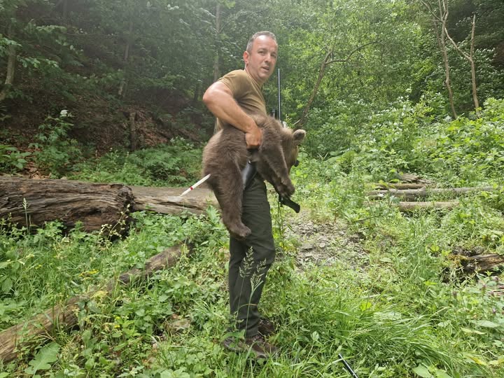 A fost găsit primul dintre cei trei pui de urs a căror mamă a fost împușcată pe Transfăgărășan. Ministru: E în siguranță și va fi relocat la Zărnești