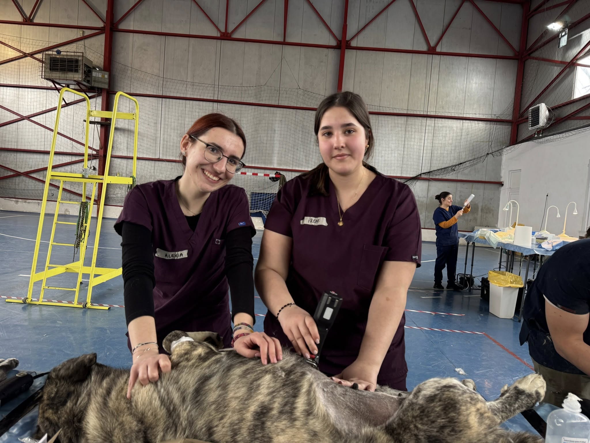 Animal Life începe o nouă campanie de sterilizări gratuite. „Se adresează locuitorilor din județul Sibiu care dețin câini și pisici”